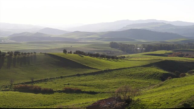 Panoramic view panning rolling hillsides with green grass and farmplan vineyards in Enna, Sicily Italy, landscape, nature