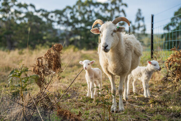 Merino sheep, grazing and eating grass in New zealand and Australia with baby lambs