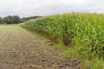 large maize field just before the harvestv