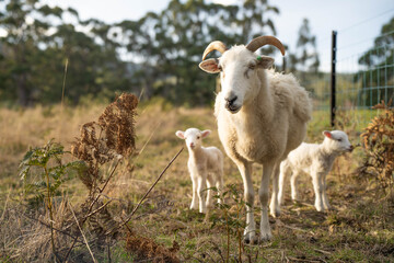 Merino sheep with lambs, grazing and eating grass in New zealand and Australia