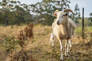 Merino sheep, grazing and eating grass in New zealand and Australia with baby lambs