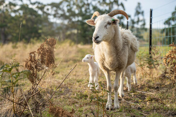 Sheep and Lambs in Australian Fields drinking milk and eating grass