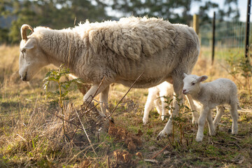 Obraz premium lamb drinking milk from a sheep in a field in golden light in spring time in england