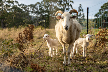 Merino sheep, grazing and eating grass in New zealand and Australia with baby lambs