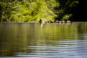A dragonfly rests quietly on an emerging stone in a lake