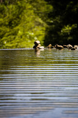 A dragonfly rests quietly on an emerging stone in a lake
