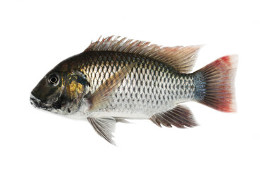 Blackchin Tilapia (Sarotherodon melanotheron) in white background