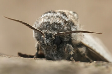 Facial closeup on a European Mediterranean pale colored Cossidae month, Parahypopta caestrum...