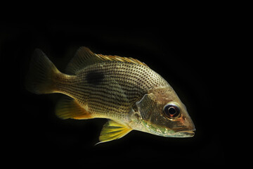 Juvenile Golden snapper (Lutjanus johnii)