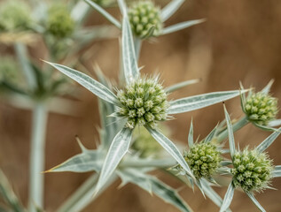 Close-up with field eryngo (Eryngium campestre) flower