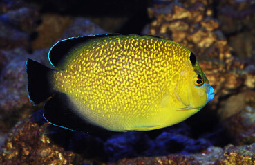 Adult Goldspotted or Goldflake Angel (Apolemichthys xanthopunctatus) 