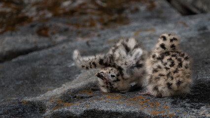Obraz premium Baby seagulls sitting on a rock