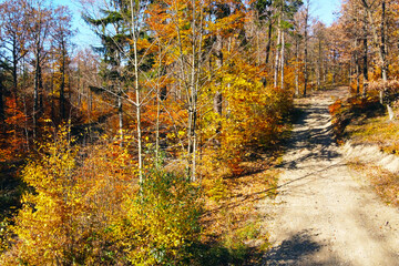 Autumn Forest Pathway with Vibrant Fall Foliage - Perfect for Nature Photography, Prints, or Wall Art