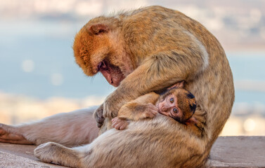 Mother and Baby Monkey, Barbary macaque at Rock of Gibraltar, UK © edb3_16