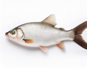 isolated real fish on white background, freshwater fish with head tail fresh catch from pond