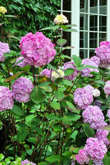 Blooming Hydrangea Flowers in a Garden Setting for Botanical Print or Poster Design