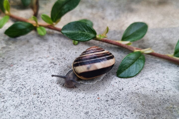 Close-Up of Snail on Concrete with Green Leaves - Nature, Wildlife, Invertebrate, Outdoor Photography
