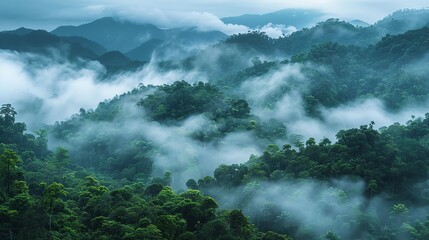 Fototapeta premium Genetic diversity of flora in cloud forests where water condensation is key to survival, forest genetic water, cloud forest ecosystems