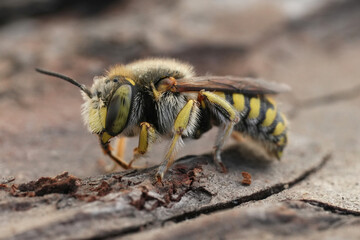 Closeup on the yellow and black European mediterranean Lot's Woolcarder solitary bee, Anthidium loti sitting on wood in the Gard, France