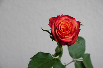 グラデーションカラーのバラ