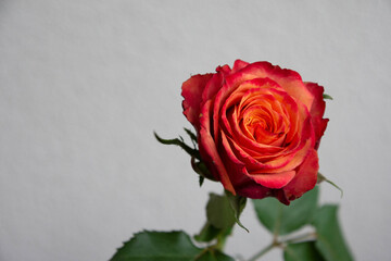 グラデーションカラーのバラ