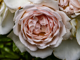 A fully open delicate pink rose blossom (Southampton, England)