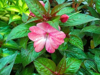 Impatiens walleriana, also known as busy Lizzie, balsam, sultana, or simply impatiens, is a species...