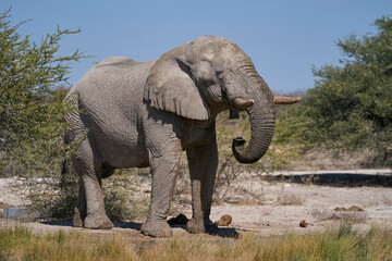 Fototapeta premium Group of large male african elephant (Loxodonta africana) drinking at a waterhole in Onguma Nature Reserve bordering Etosha National Park, Namibia.