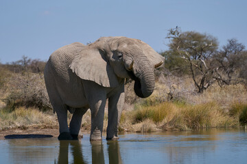 Obraz premium Group of large male african elephant (Loxodonta africana) drinking at a waterhole in Onguma Nature Reserve bordering Etosha National Park, Namibia.