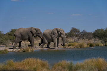 Group of large male african elephant (Loxodonta africana) drinking at a waterhole in Onguma Nature Reserve bordering Etosha National Park, Namibia.