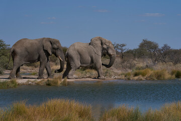 Fototapeta premium Group of large male african elephant (Loxodonta africana) drinking at a waterhole in Onguma Nature Reserve bordering Etosha National Park, Namibia.
