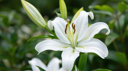 Fototapeta premium Serene Beauty of a White Lily - Close-up Floral Macro Photography with Fresh Green Leaves for Nature and Botanical Concepts