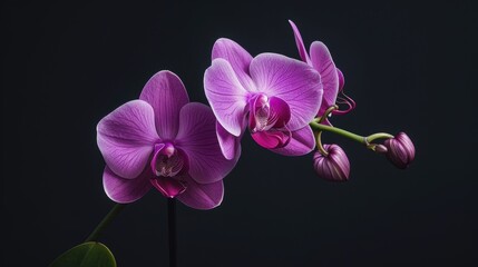 Elegant Close-up of Vibrant Purple Orchid with Green Stem