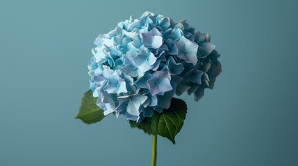 Obraz premium Botanical Beauty - Close-up of Vibrant Blue Hydrangea Flower with Lush Green Stem