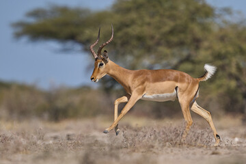 Male Impala (Aepyceros melampus) fighting during the annual rut in Onguma Nature Reserve bordering Etosha National Park, Namibia.