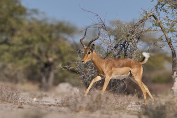 Male Impala (Aepyceros melampus) fighting during the annual rut in Onguma Nature Reserve bordering...