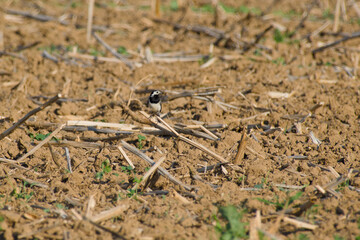 white wagtail is perching on a twig on the ground