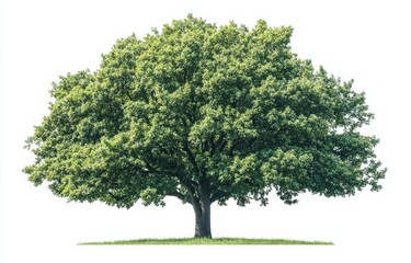 Fototapeta premium Tree tranquility sunlight. Stock Image by rawpixel.