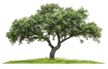 Image by rawpixel of a plant tree in tranquility under the sunlight.