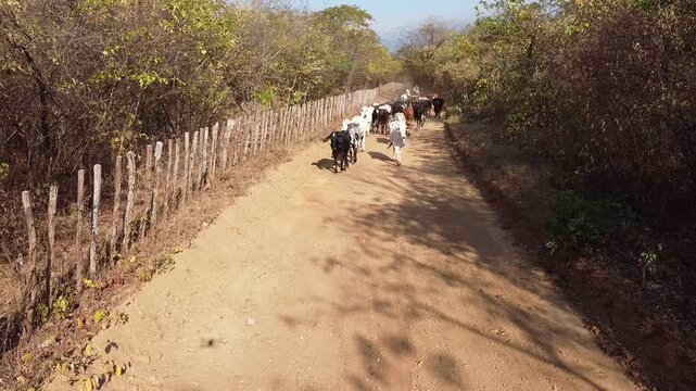 nordestino, vaqueiro nordestino, dia do nordestino, vaqueiro, vaquejada, pega de boi, sert&atilde;o, 