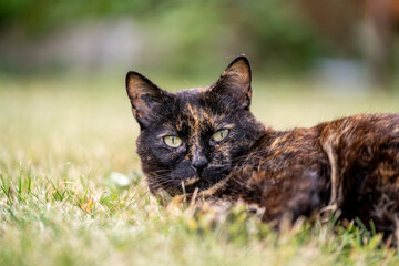 turtle color cat in the garden being happy calico
