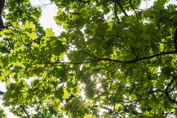 rays of the sun breaking through the oak leaves