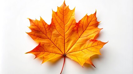 Fototapeta premium Vibrant orange-yellow autumn maple leaf stands out against a crisp white background, its delicate edges and veins showcased in stunning detail.
