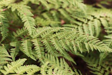 Fern leaves with brown spots. Ferns in the forest in summer, close-up. Vegetation. Natural background