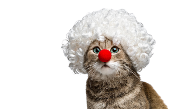 A humorous and adorable image of a cat dressed in a curly white clown wig and red nose, isolated on a PNG Transparent background.

