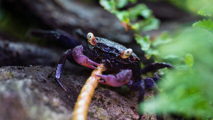 Geosesarma Vampire Crab Eating