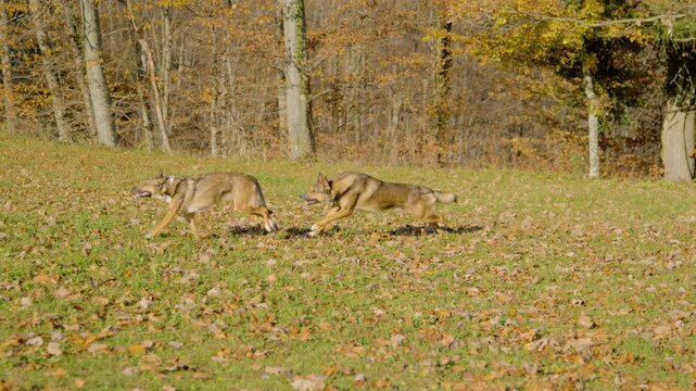 SLOW MOTION: A pair of energetic dogs racing at full stride across a meadow strewn with fallen autumn leaves. Canine playfulness of the furry siblings amid the colourful fall foliage and sunny weather
