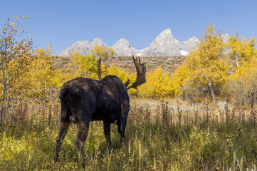 Bull Moose in Autumn in Grand Teton National Park Wyoming