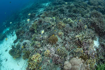 Gardinen Korallenriff Metal structures have been put on a recovering coral reef in Raja Ampat, Indonesia. Corals need a hard substrate on which to grow and metal provides this on reefs that have been degraded.  © ead72
