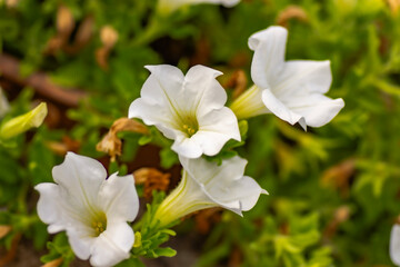 Fototapeta premium Fiori da giardino per copertina macro